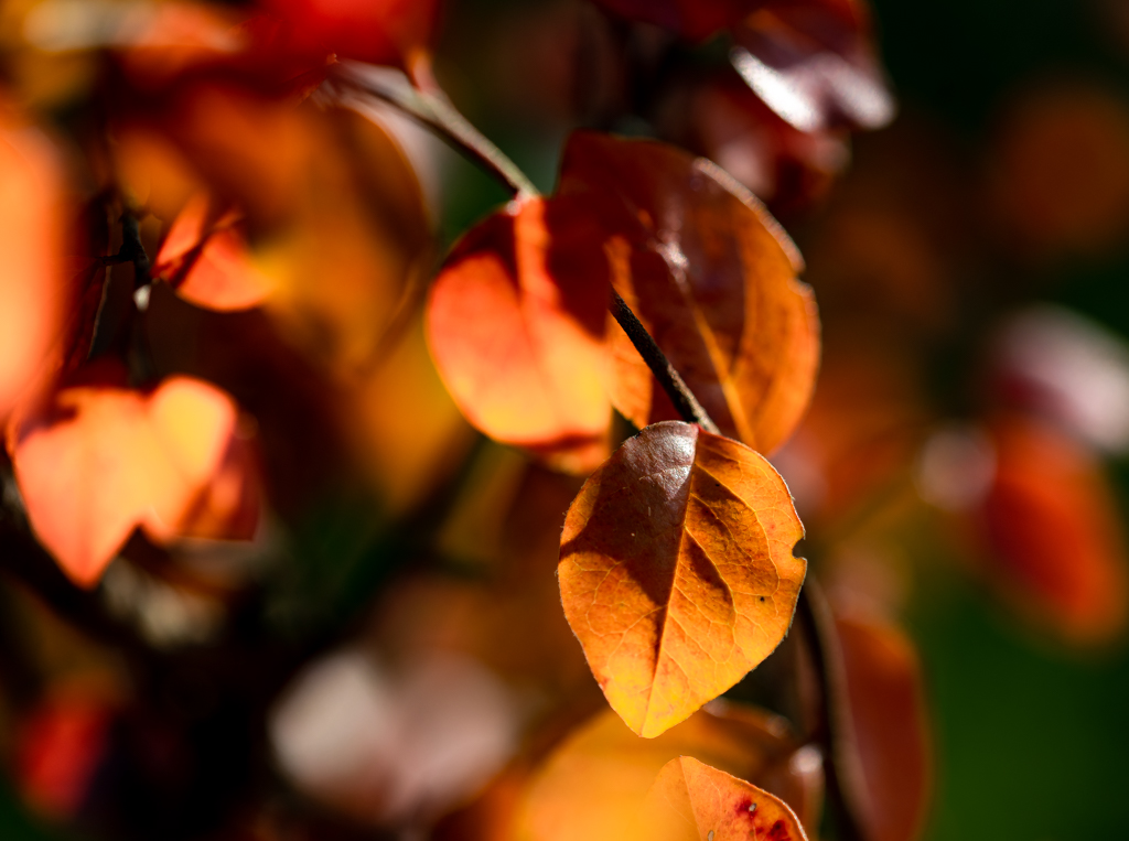 Herbstlaub