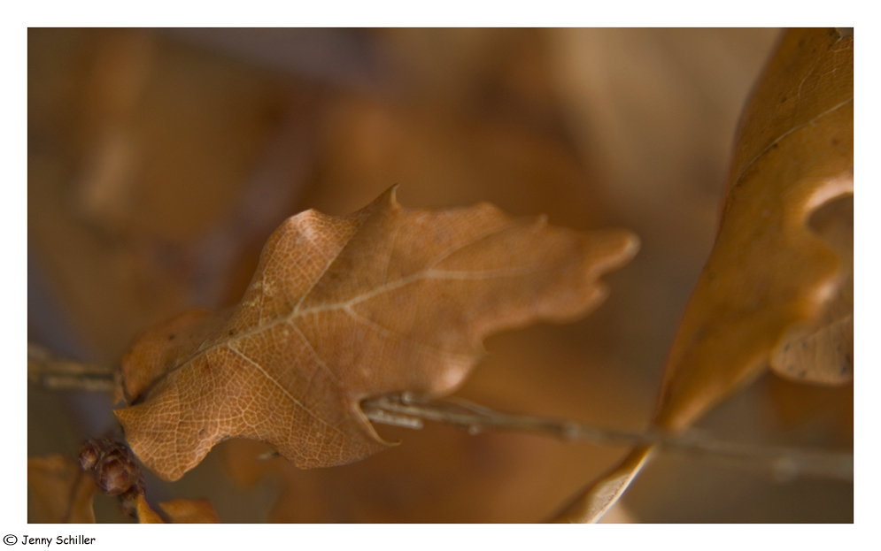 Herbstlaub