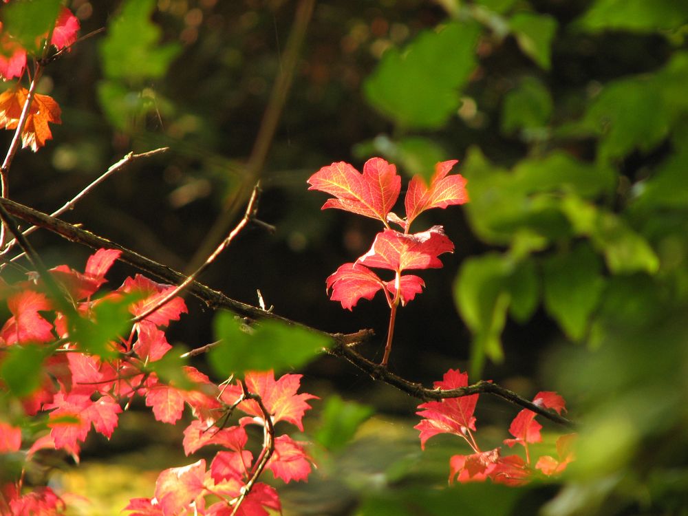 Herbstlaub