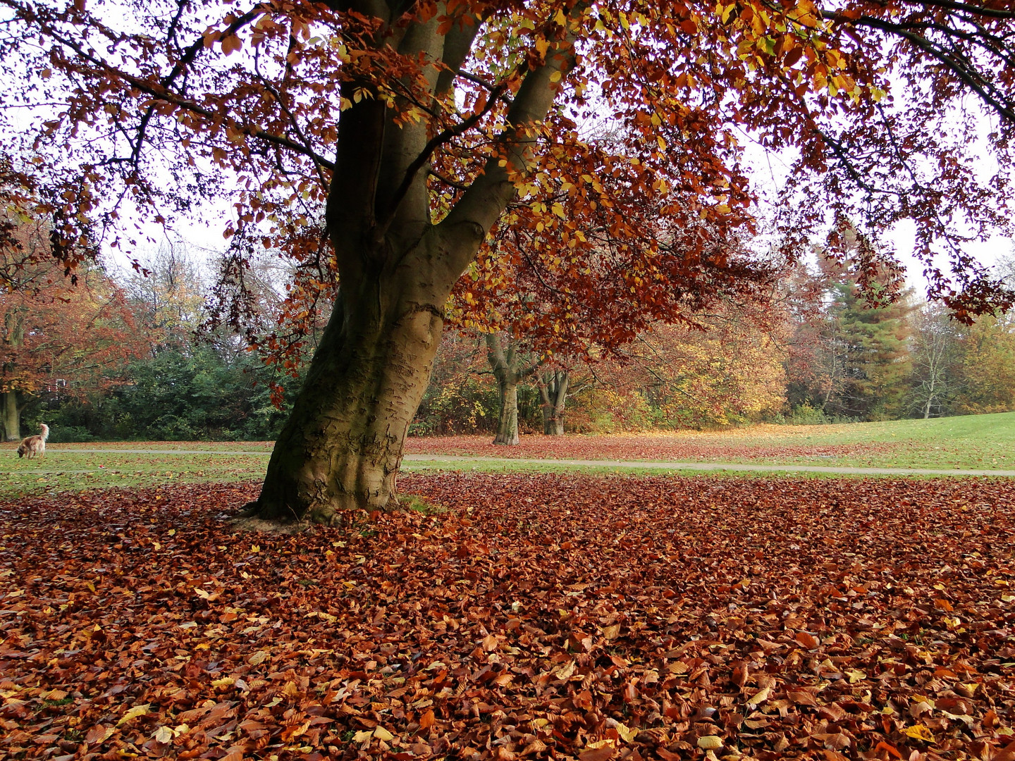 Herbstlaub