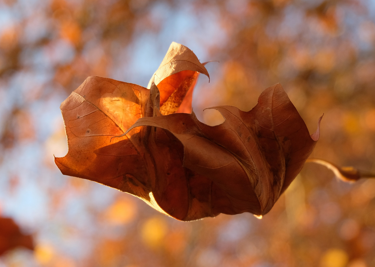 Herbstlaub