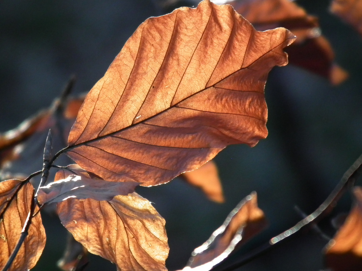 Herbstlaub