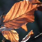 Herbstlaub