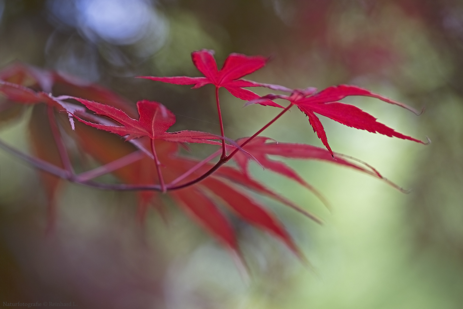  Herbstlaub