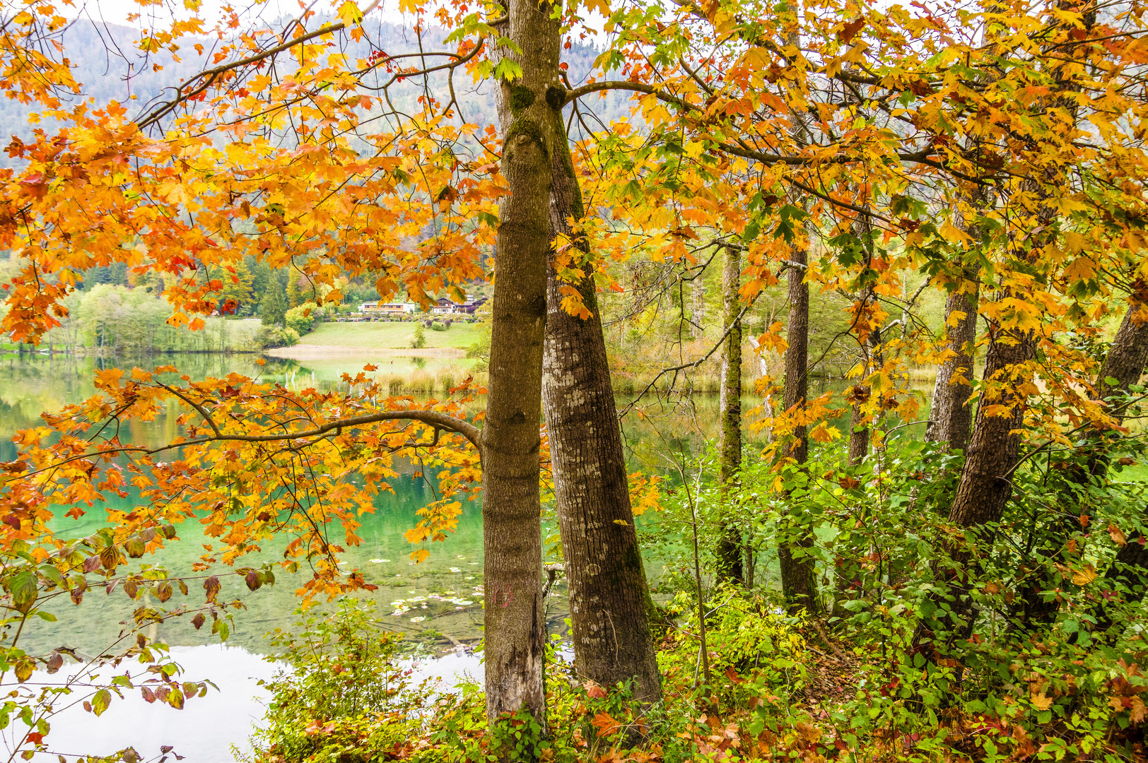 Herbstlaub