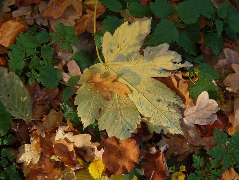 Herbstlaub