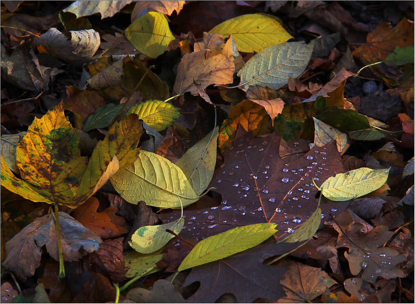 Herbstlaub