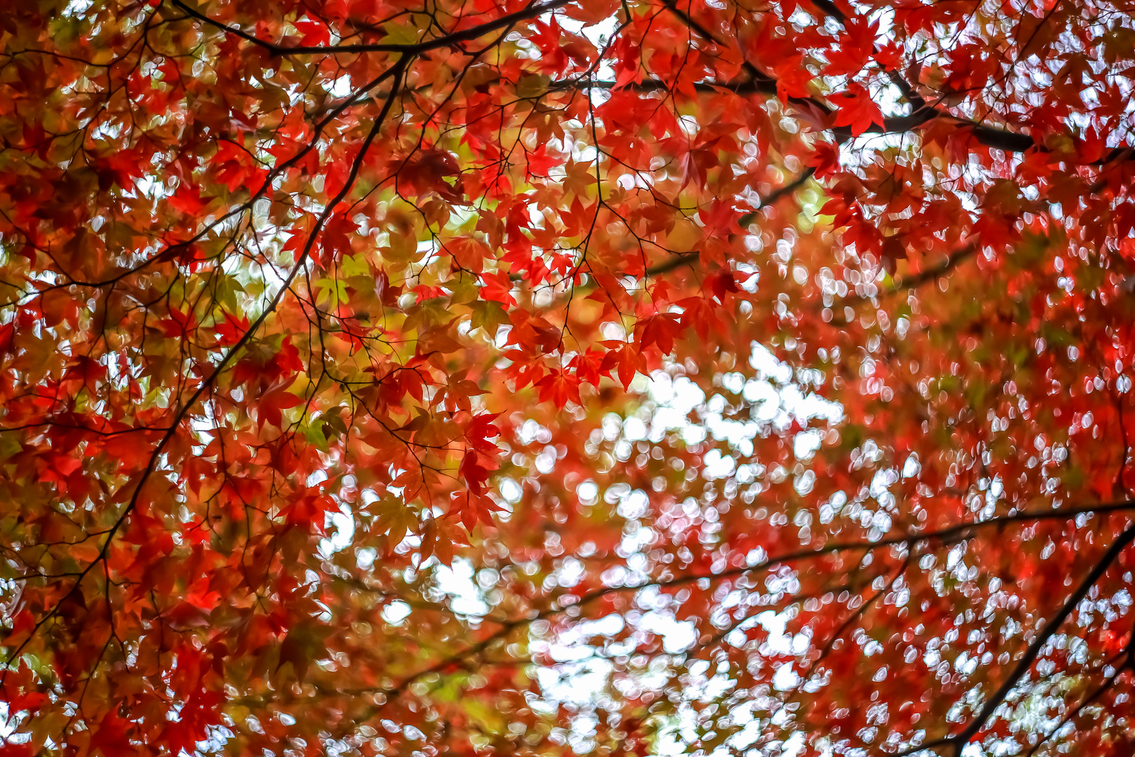 Herbstlaub