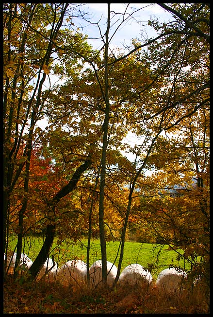 Herbstlaub