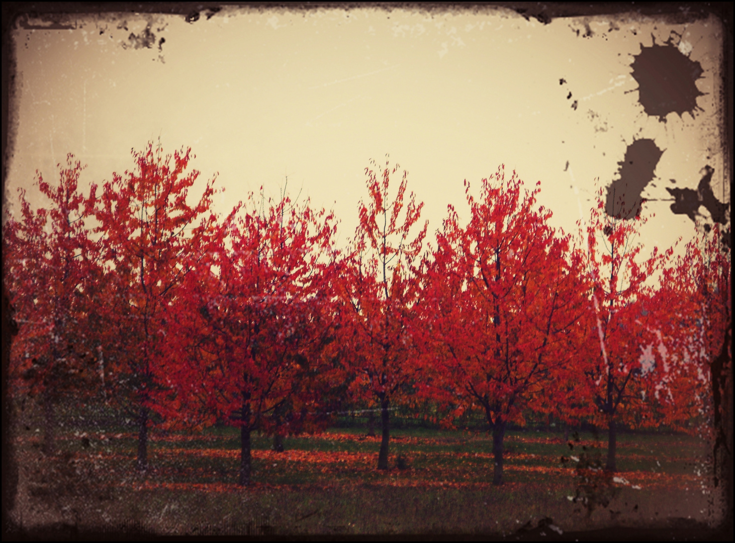 Herbstlaub....