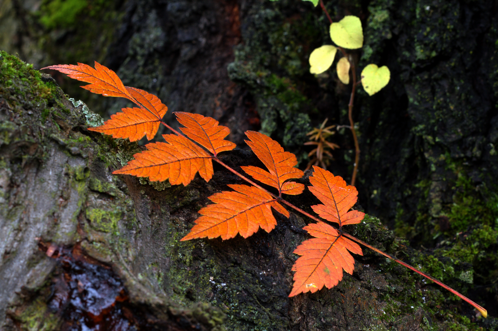 Herbstlaub