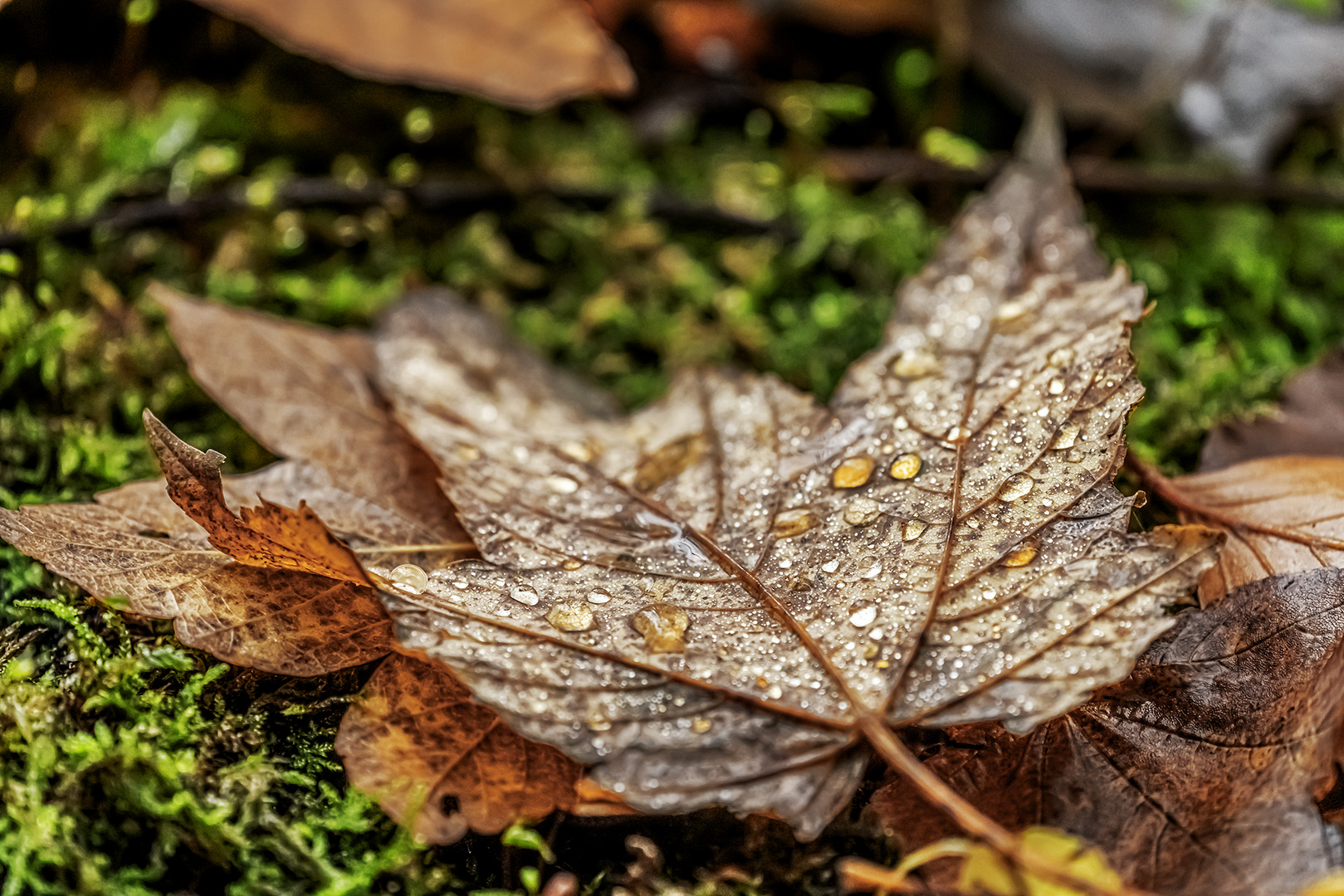 Herbstlaub