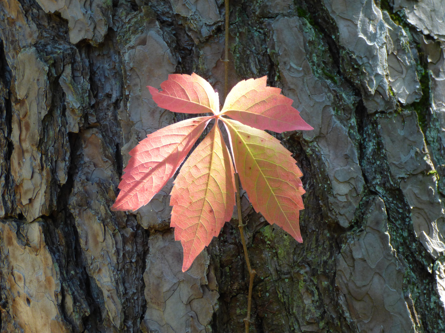 Herbstlaub