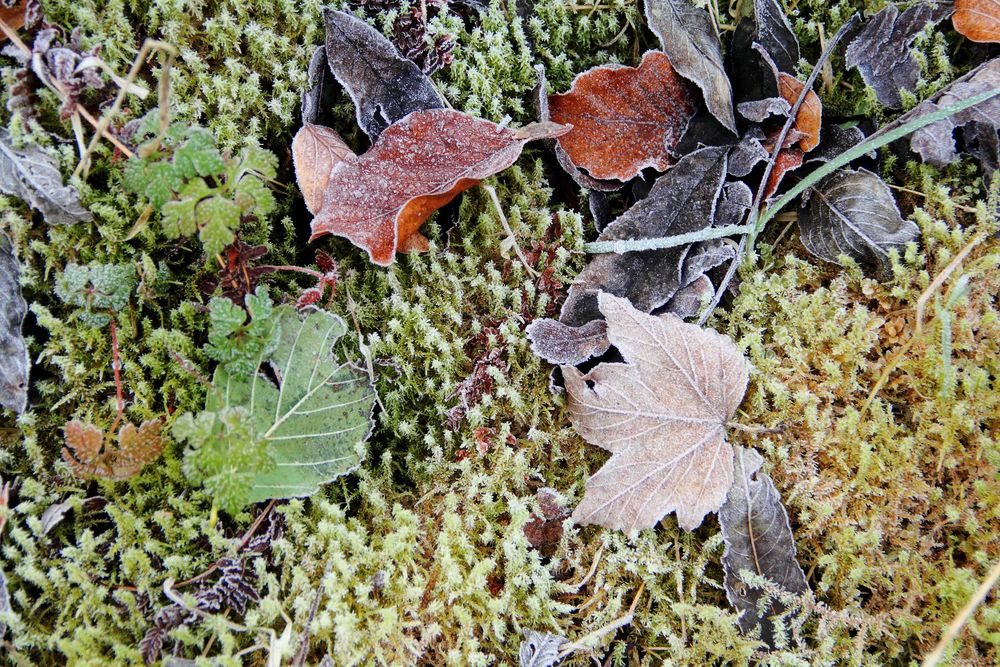 Herbstlaub