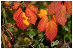 Herbstlaub