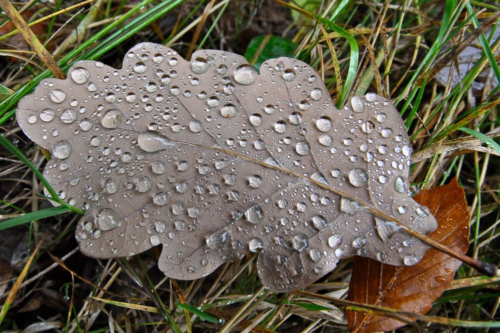 Herbstlaub