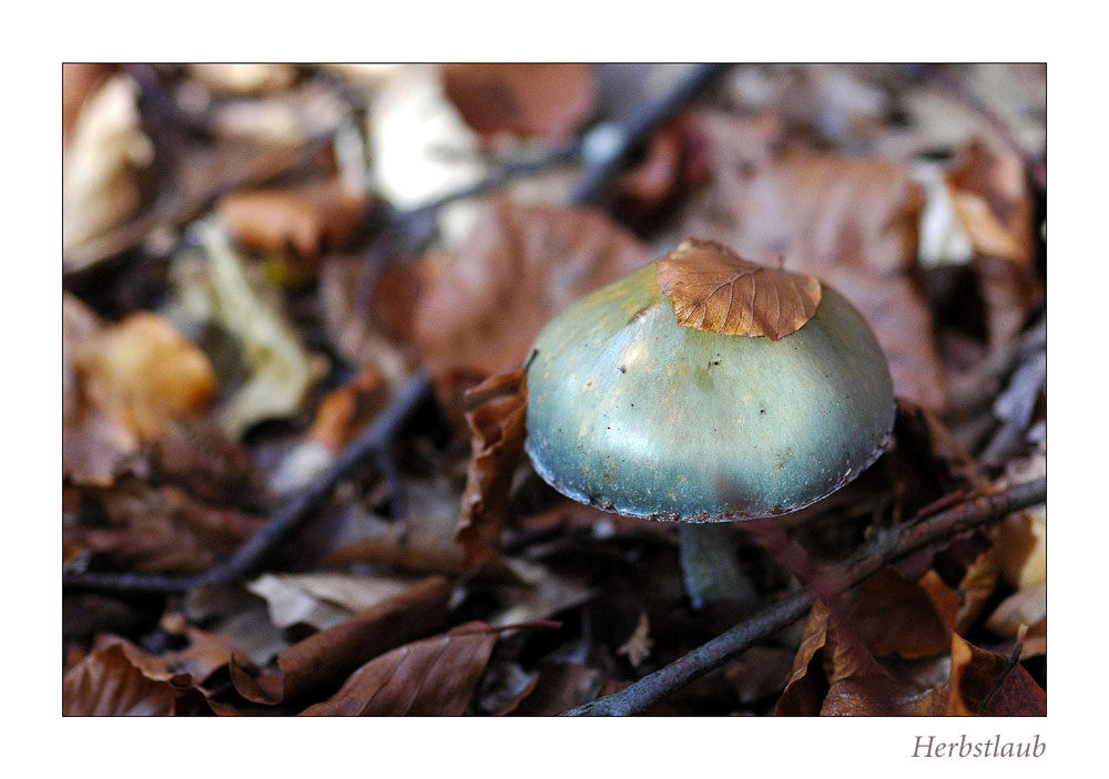 Herbstlaub