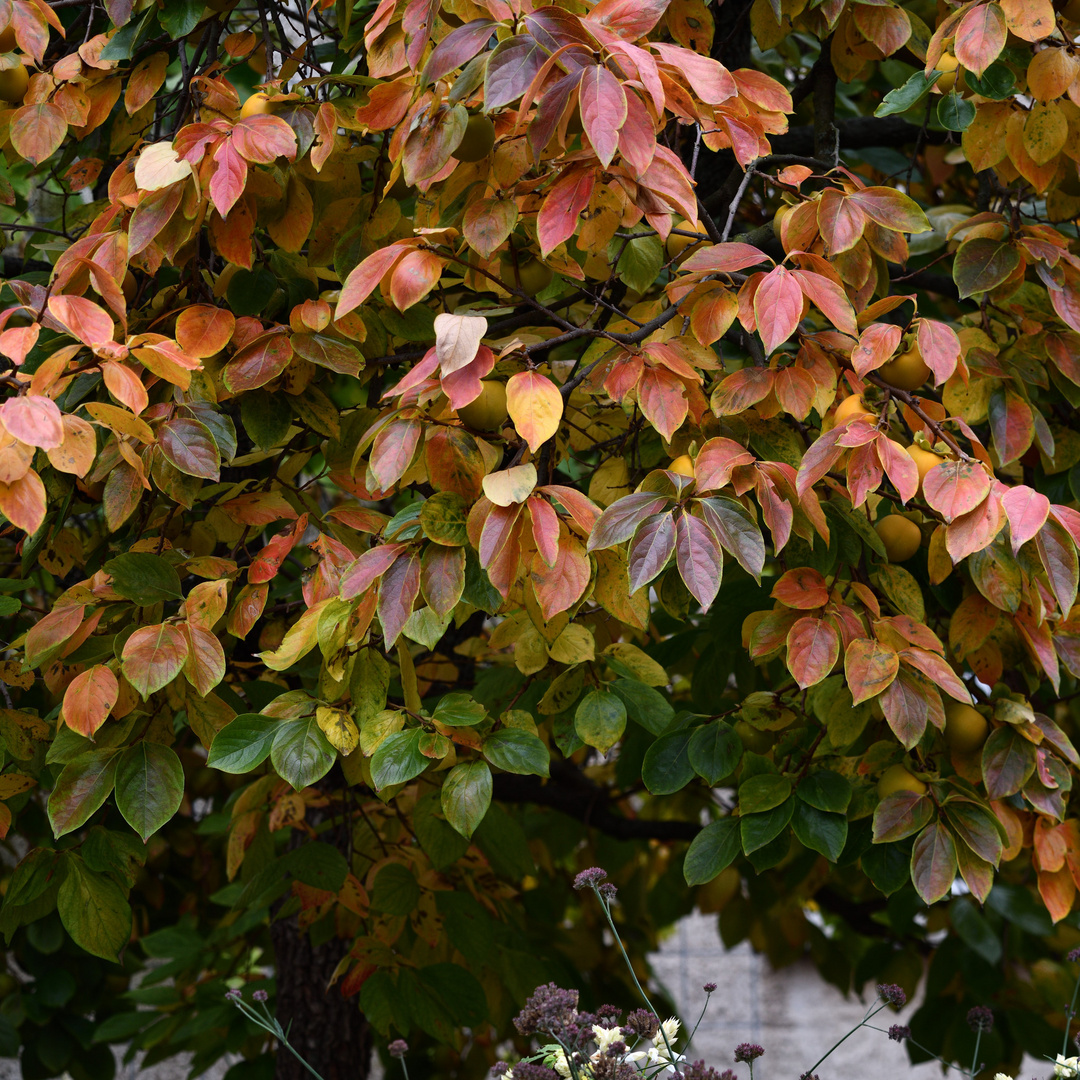 Herbstlaub