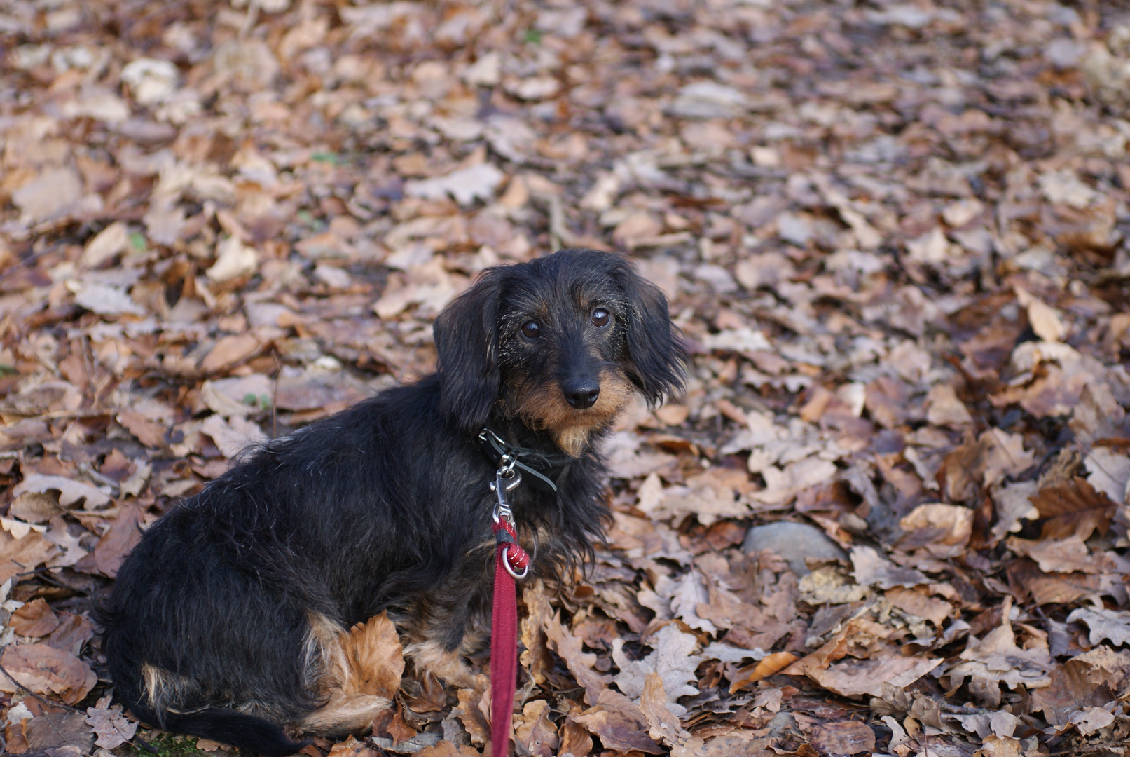 HERBSTLAUB