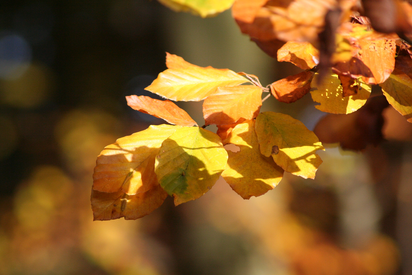 Herbstlaub