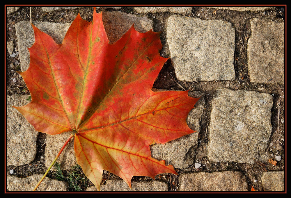 Herbstlaub