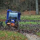 Herbstlaub bei Selbstabholung meistbietend zu verkaufen