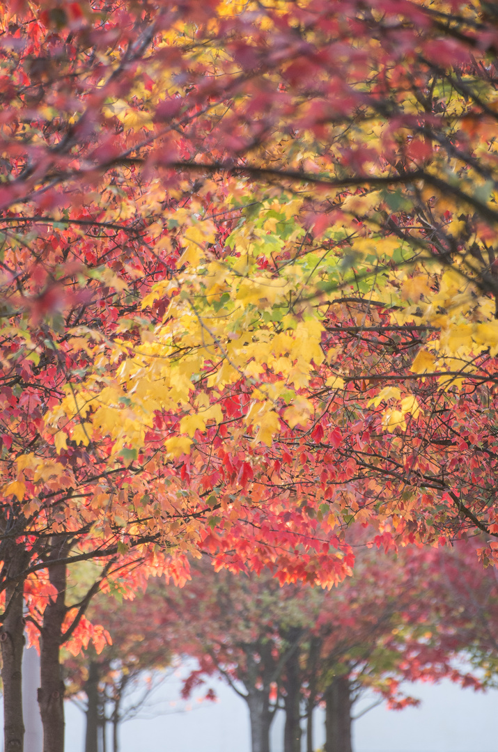 Herbstlaub Berlin 2014