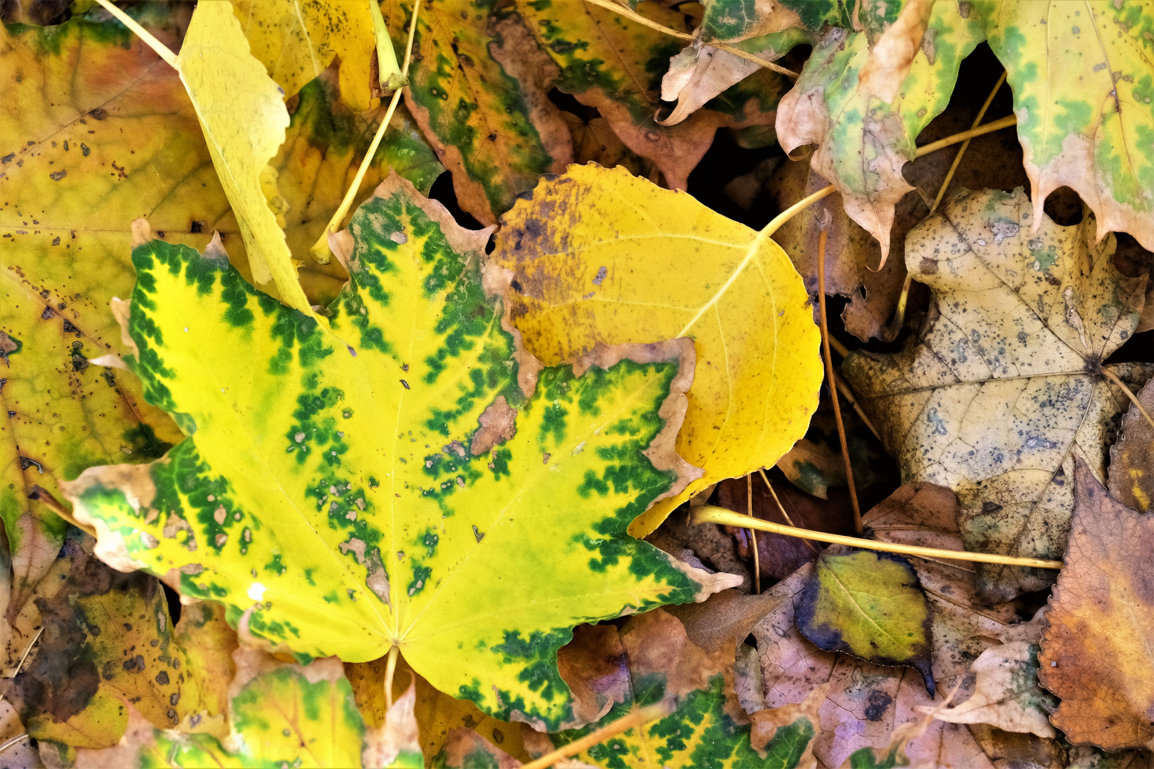 Herbstlaub