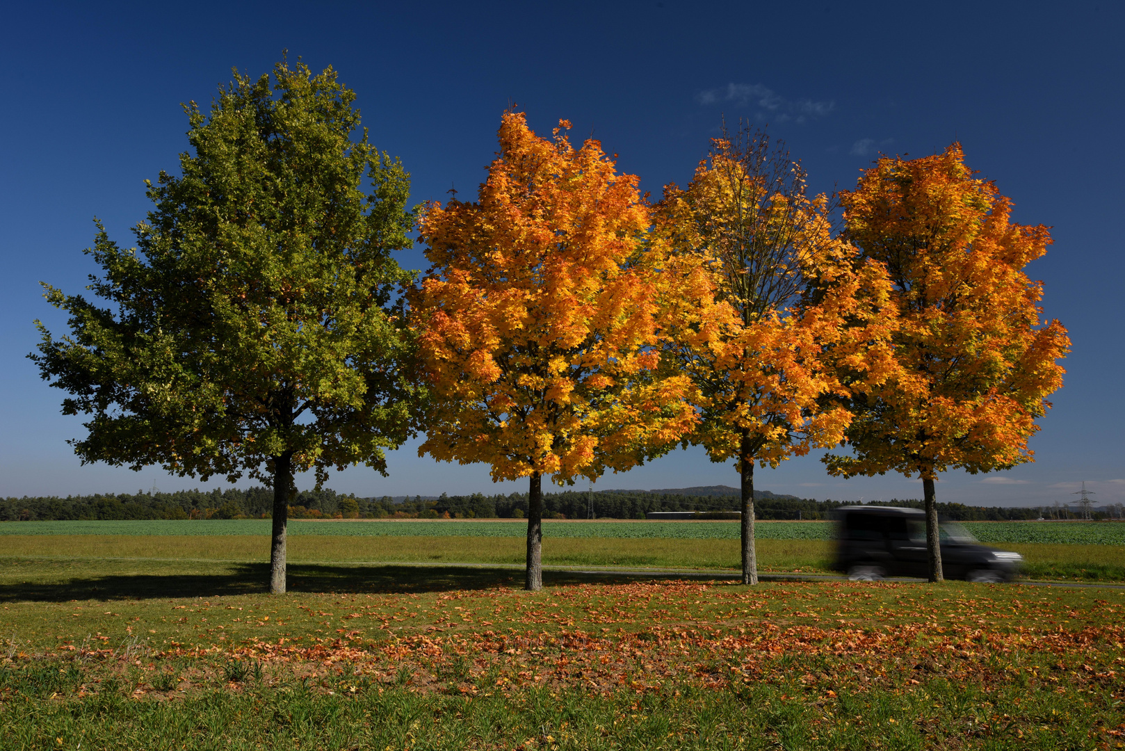 Herbstlaub Bild2