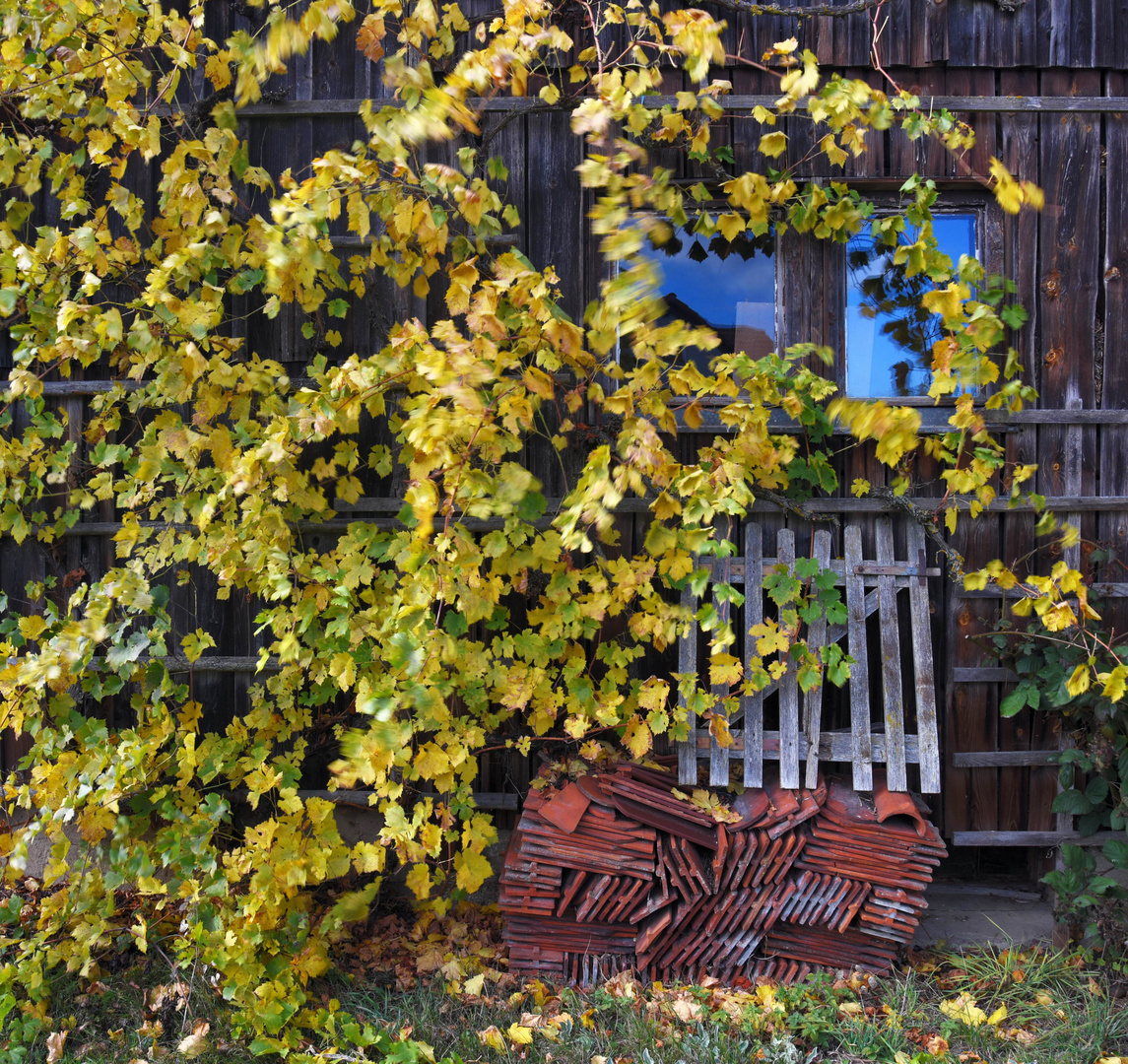 Herbstlaub Bild3