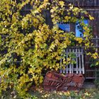 Herbstlaub Bild3