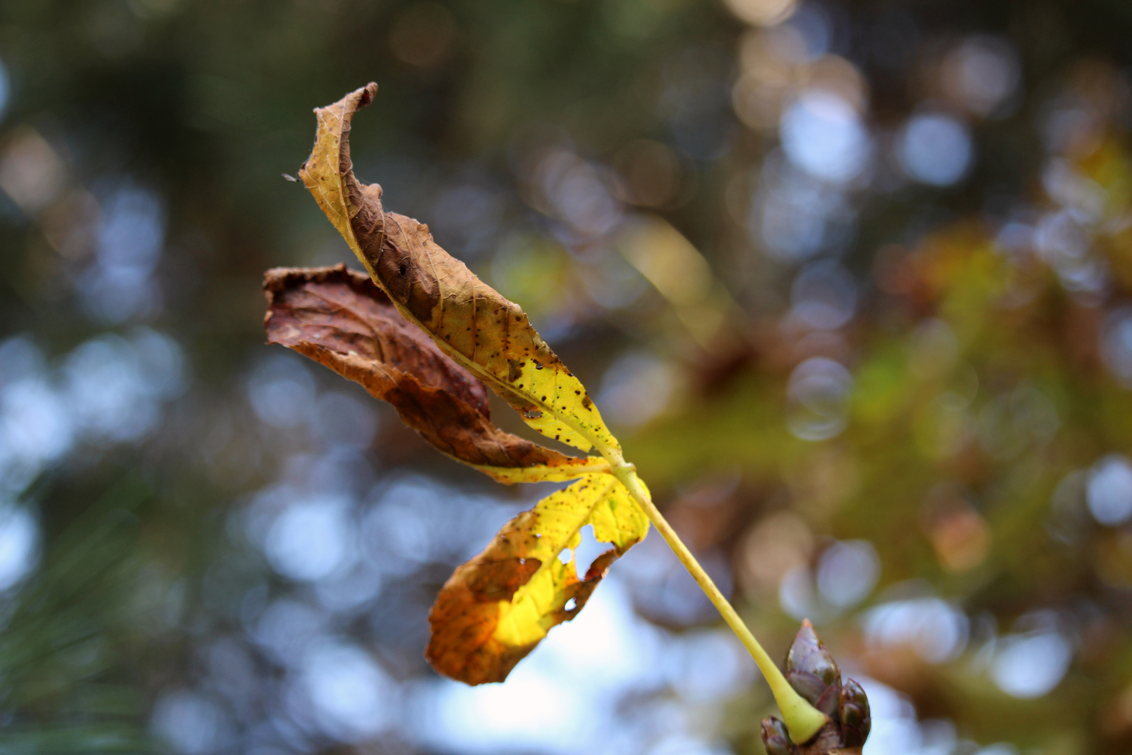 Herbstlaub