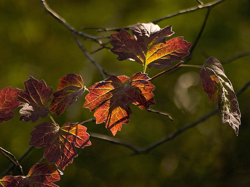 Herbstlaub