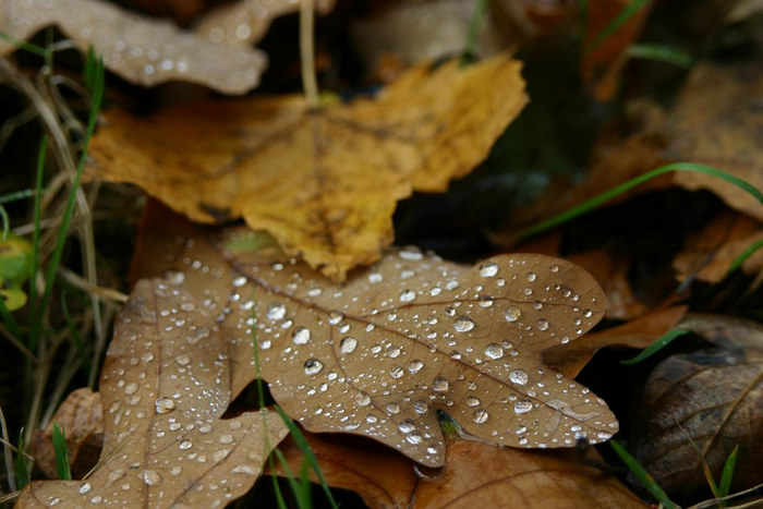 Herbstlaub