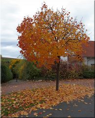 Herbstlaub