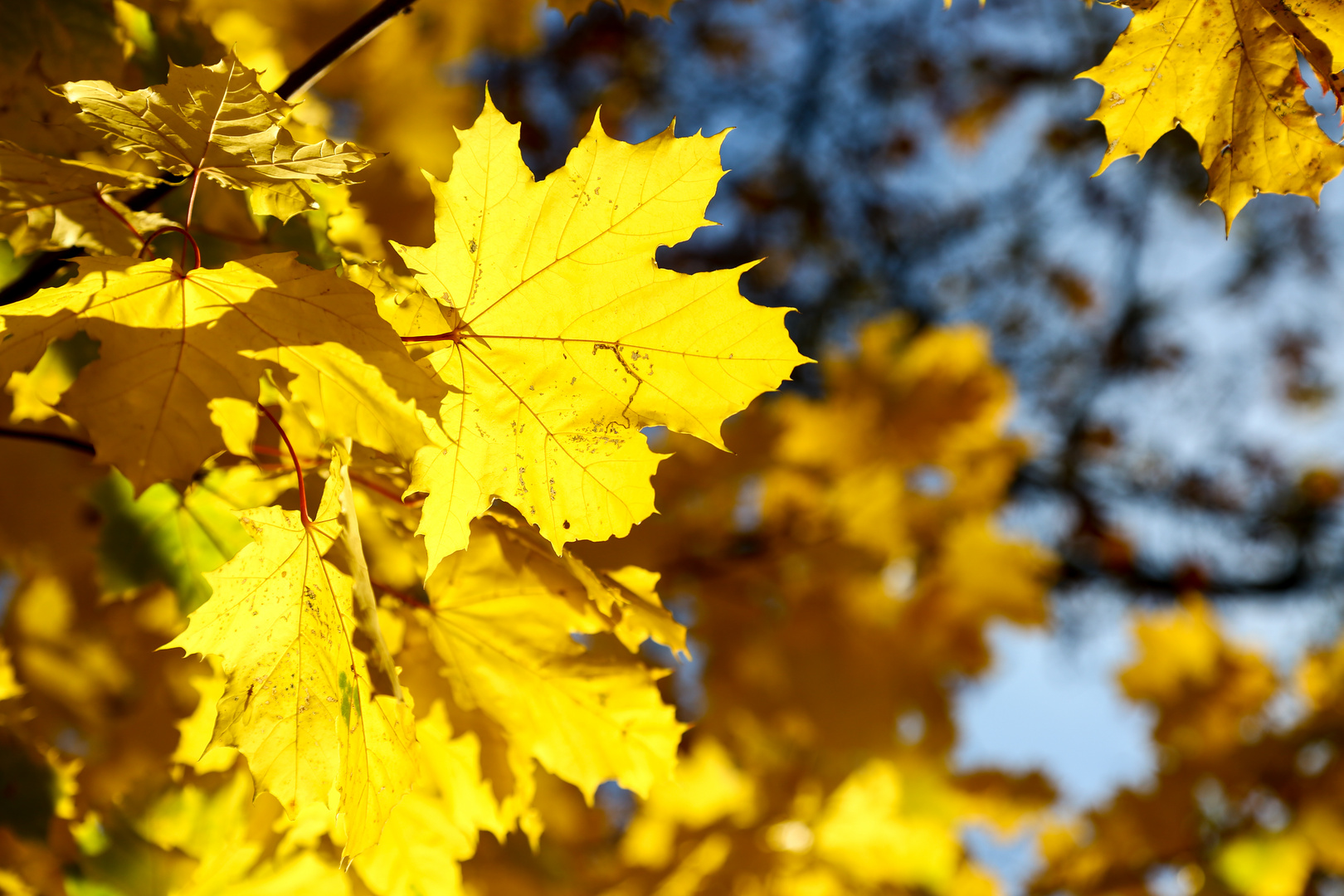 Herbstlaub