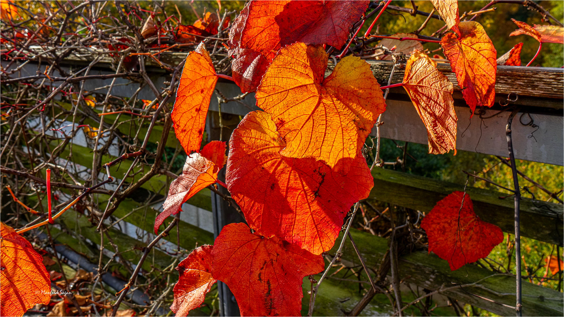 Herbstlaub... 