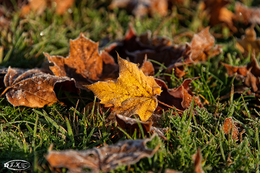 Herbstlaub