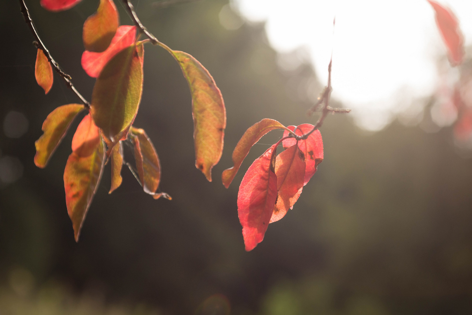 Herbstlaub