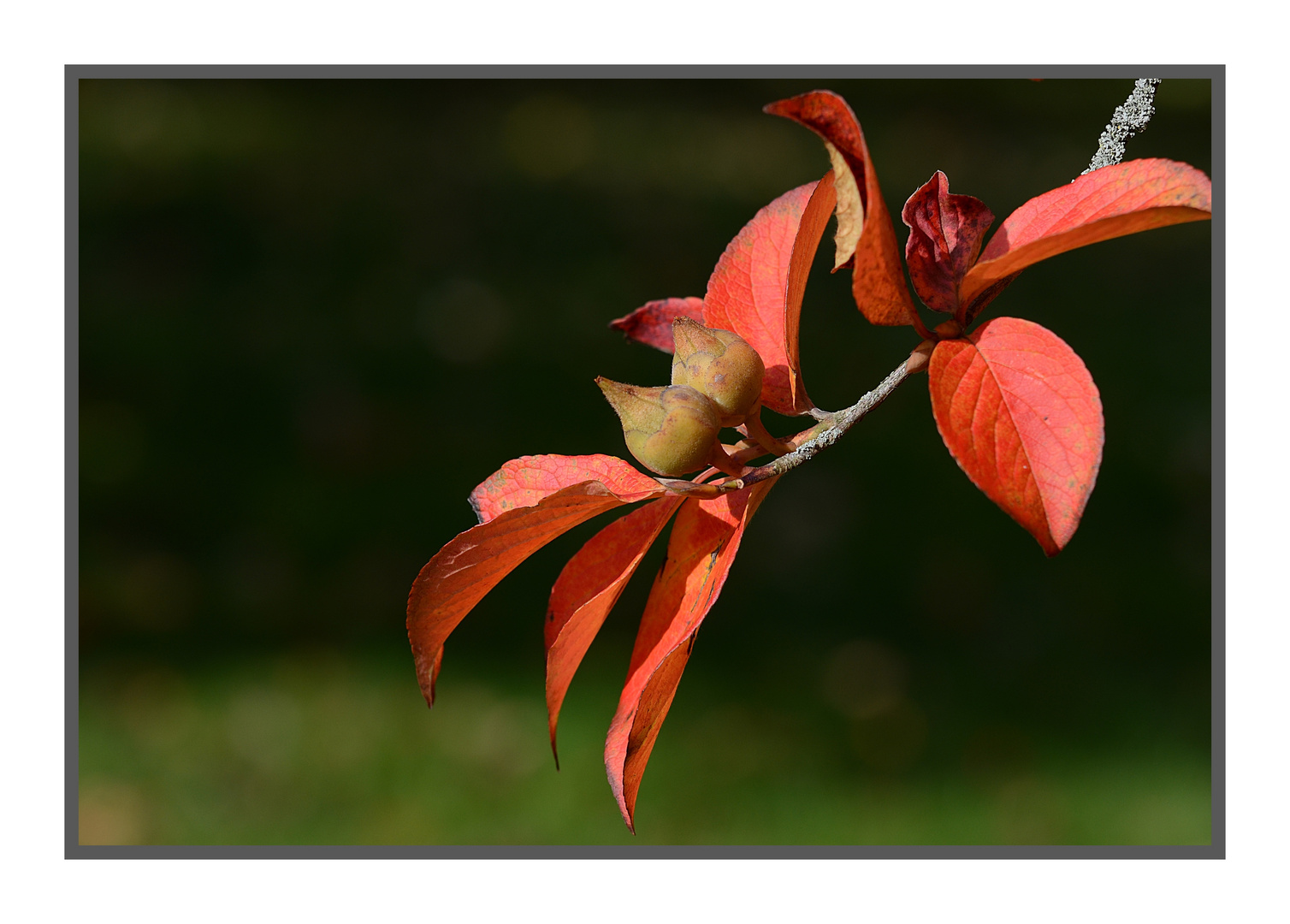 Herbstlaub......