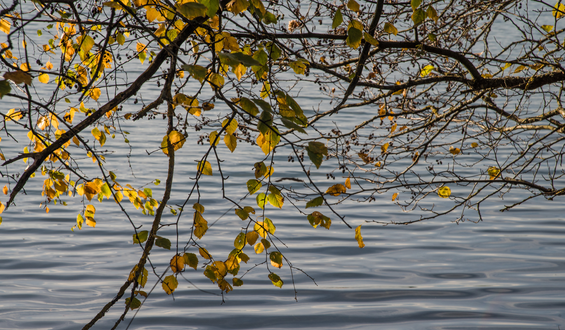 Herbstlaub