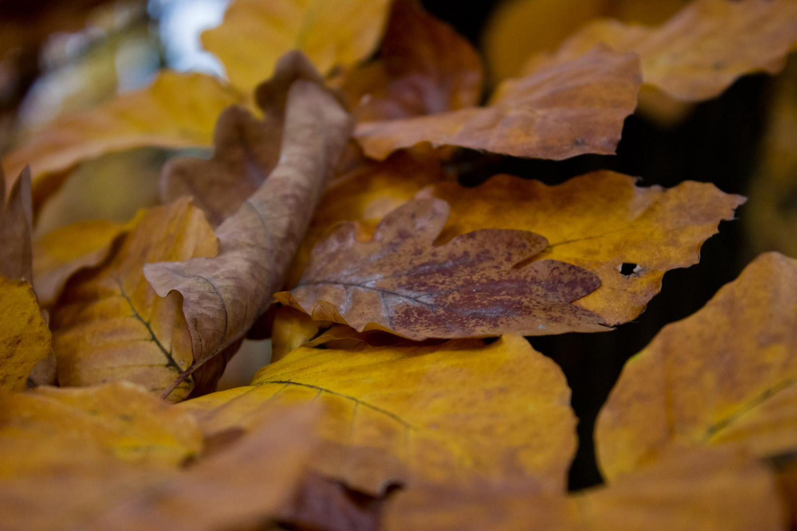 Herbstlaub