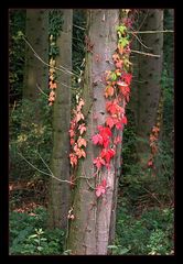 Herbstlaub