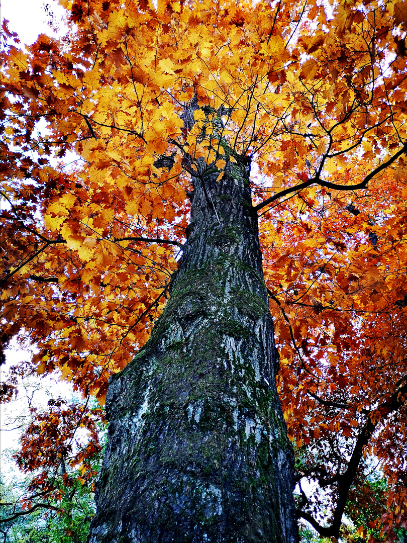 Herbstlaub