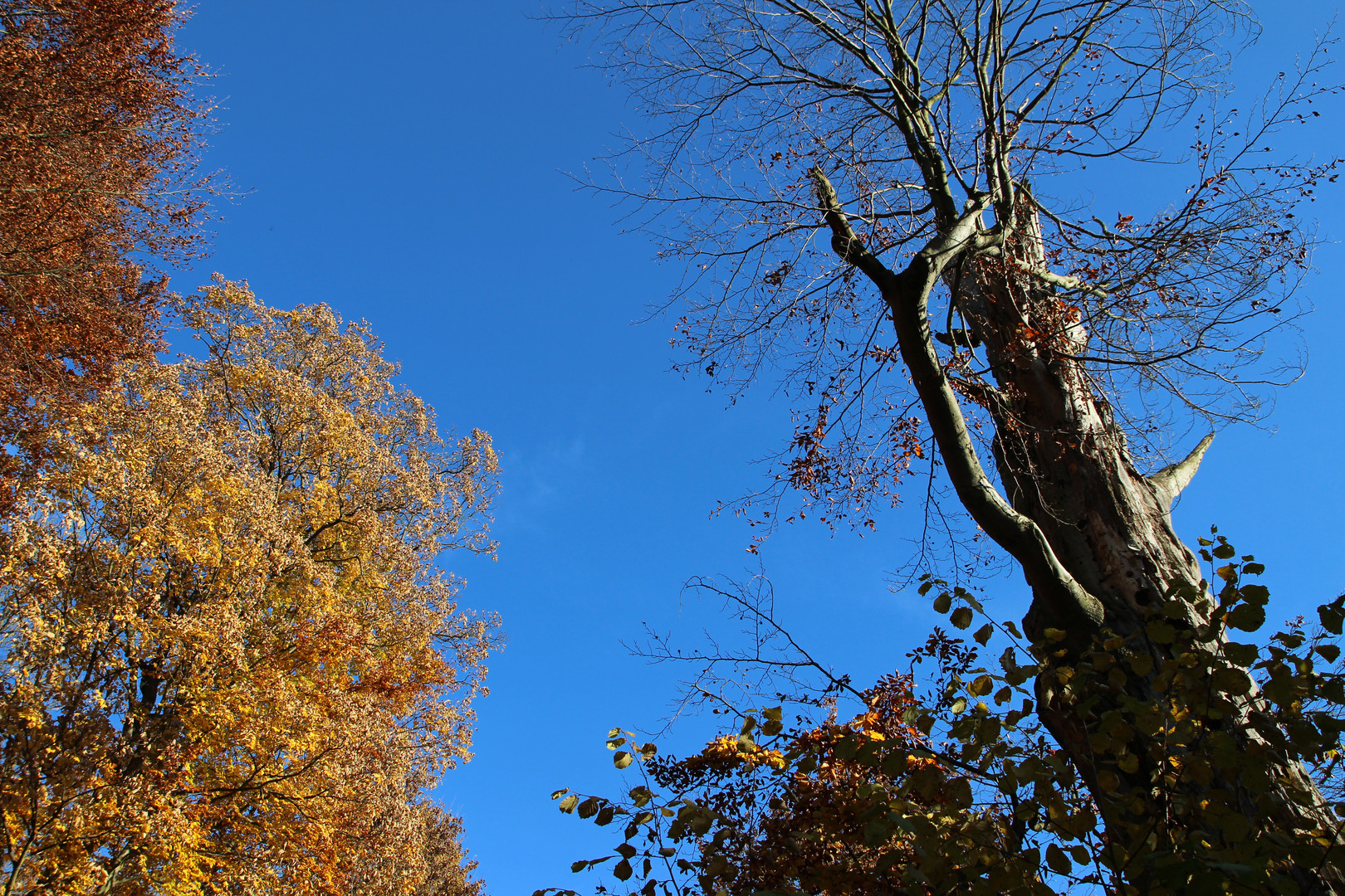 Herbstlaub