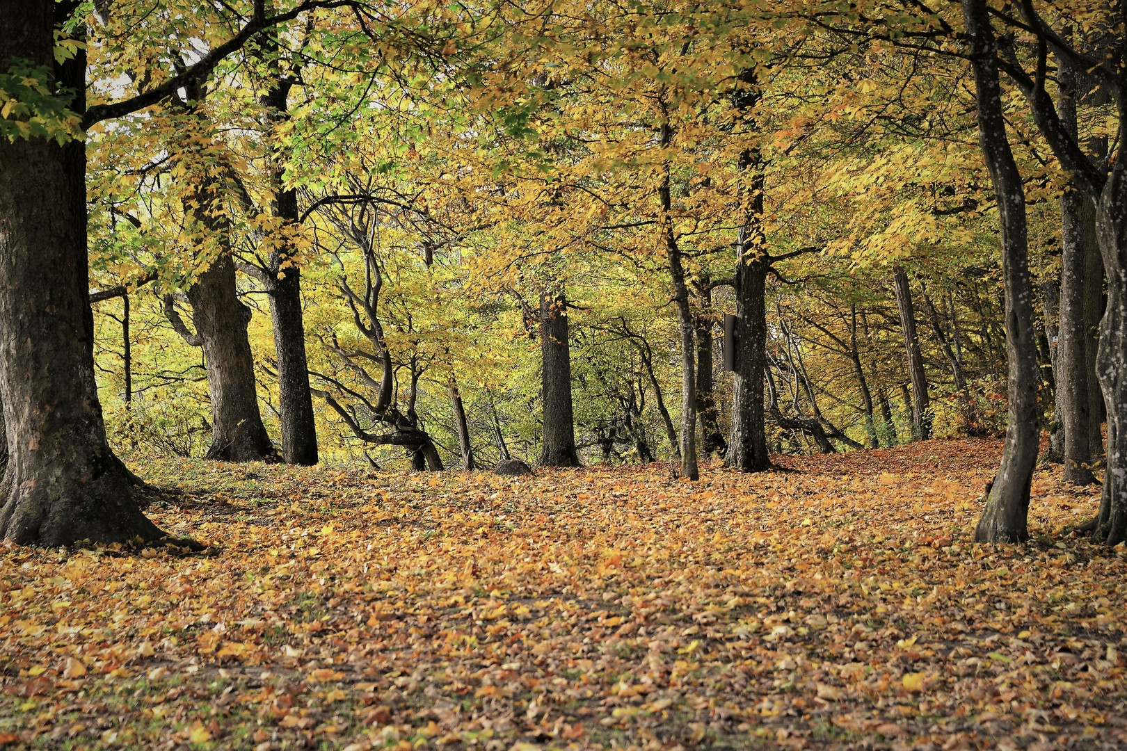 Herbstlaub