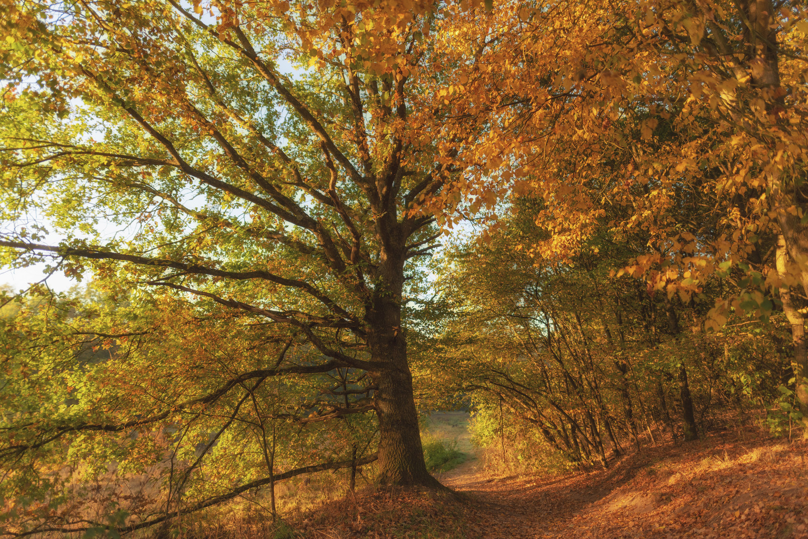 Herbstlaub