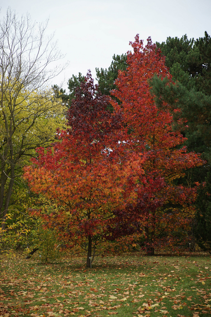 Herbstlaub