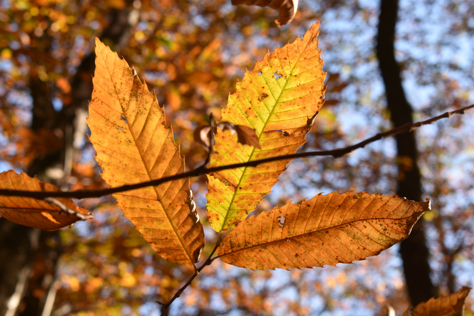 Herbstlaub