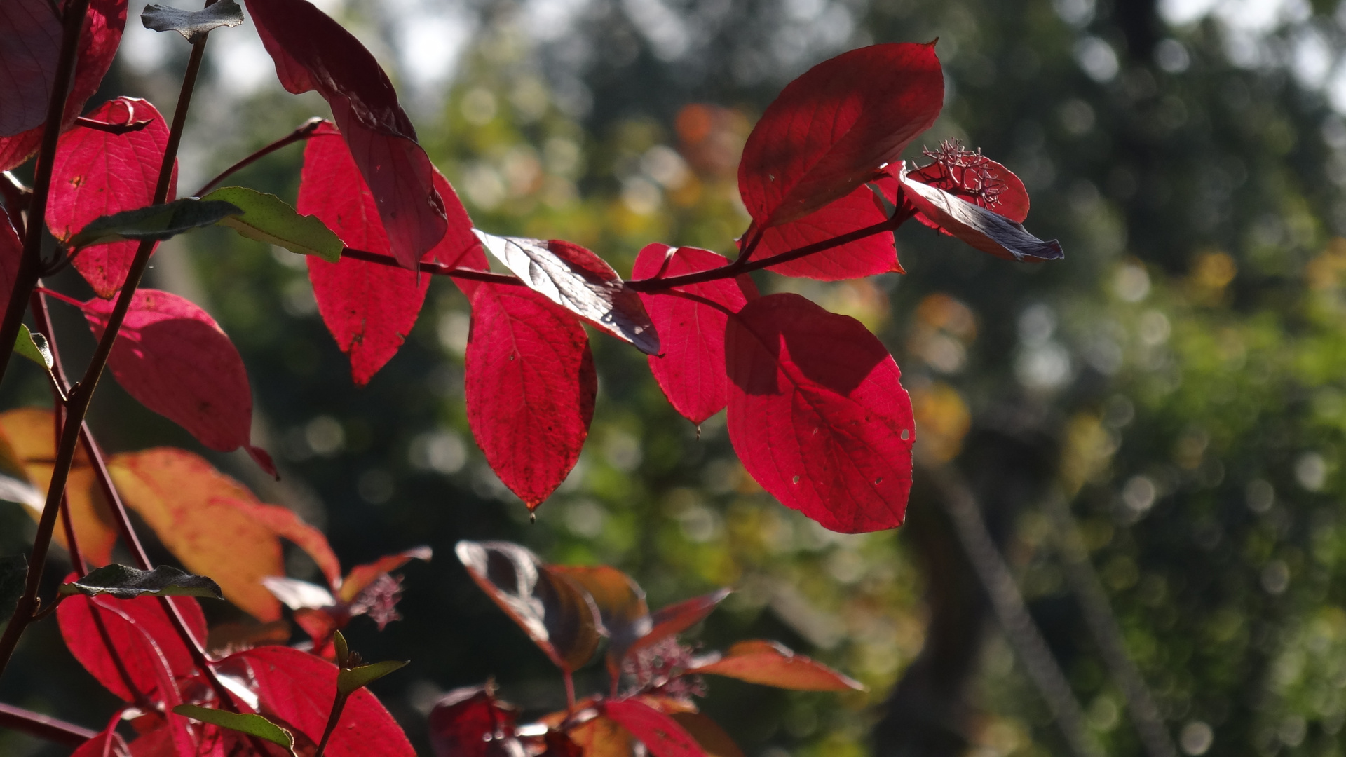 Herbstlaub